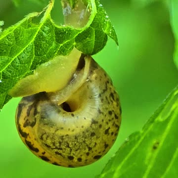 Close-up of a snail on a leaf.