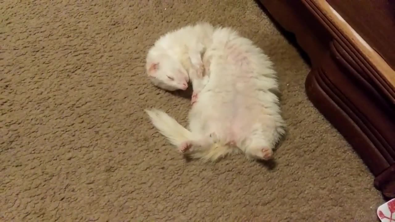 Just Snowball taking a random snooze