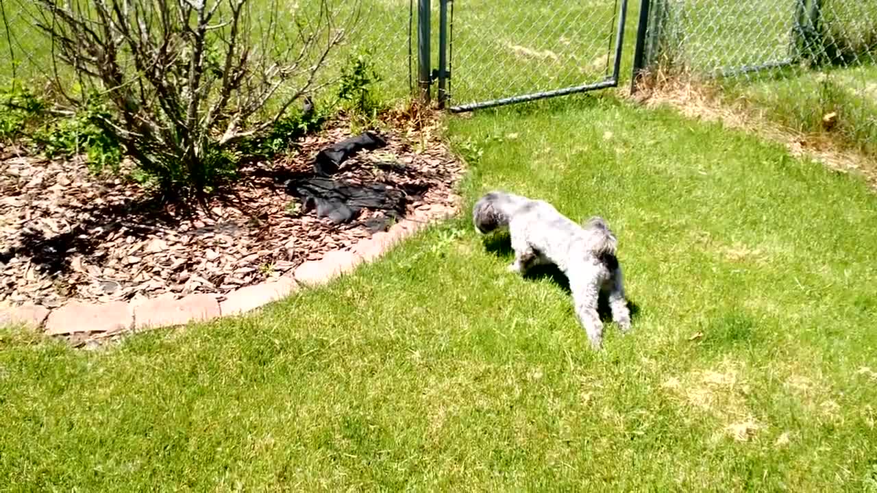 Bird defends territory from dog