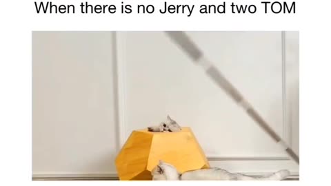 Cats fun Part 1
