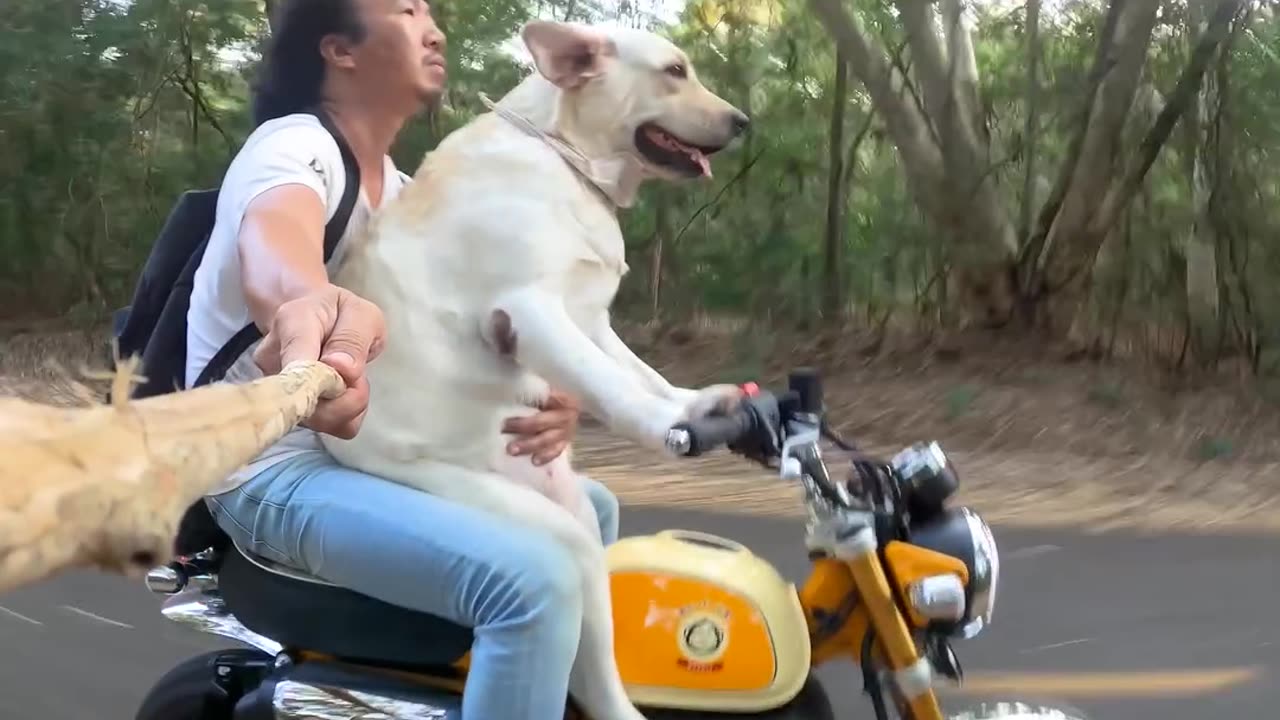 🤯 Wow. Look what I found for you❗ A channel with the funniest cute and craziest pets videos🔥