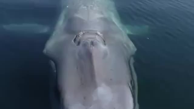 Blue Whale in Santa Barbara