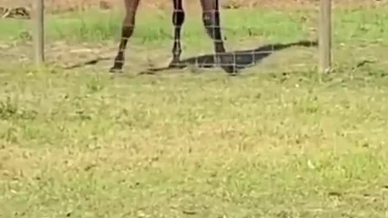 Wiggle wiggle wiggle | Horse Life