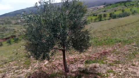 Ait bou Ali tidili massfioua 3