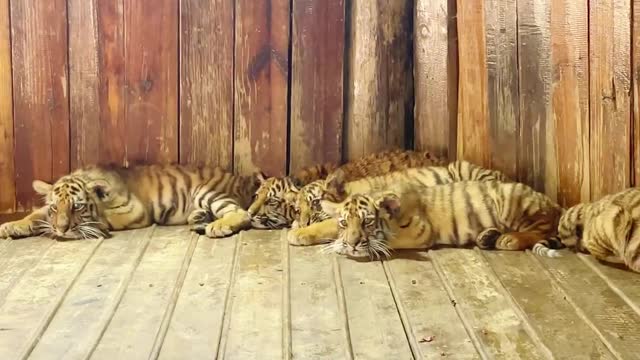 A litter of tiger cubs