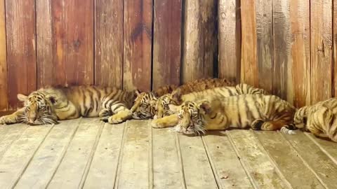 A litter of tiger cubs