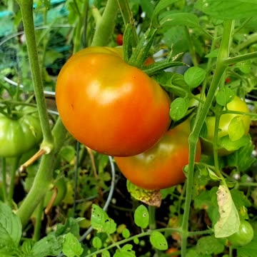 Not a lot, but sufficient enough I got #vegetablegarden #tomatoes
