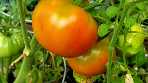 Not a lot, but sufficient enough I got #vegetablegarden #tomatoes