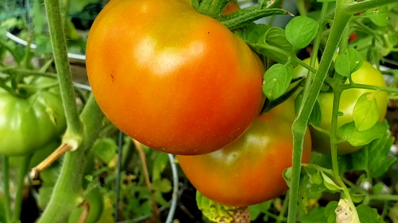 Not a lot, but sufficient enough I got #vegetablegarden #tomatoes