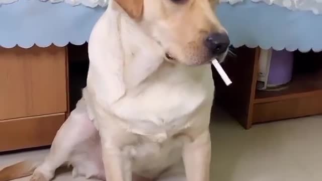 Dog is funny video and cute video