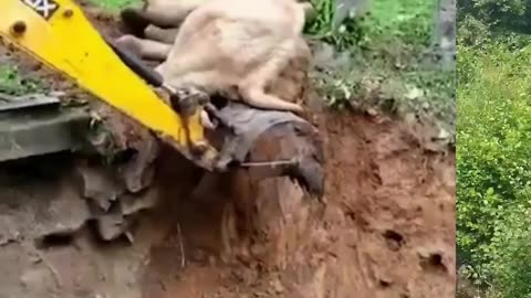 Respect animals