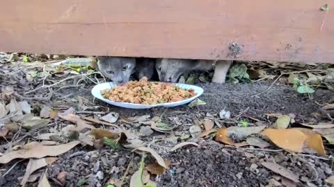 Dry & Wet food mixed for siblings!!