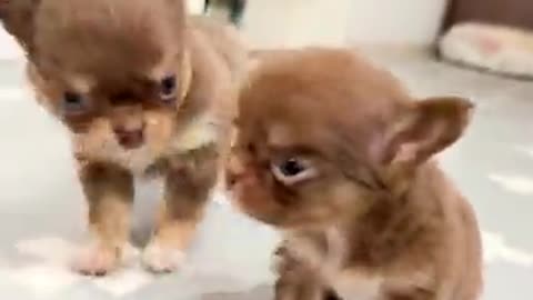 Cutest baby animals Videos Compilation #46