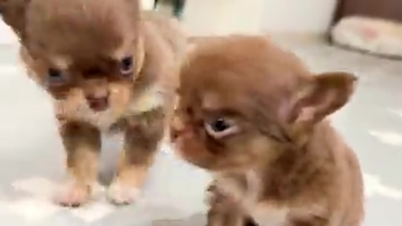 Cutest baby animals Videos Compilation #46