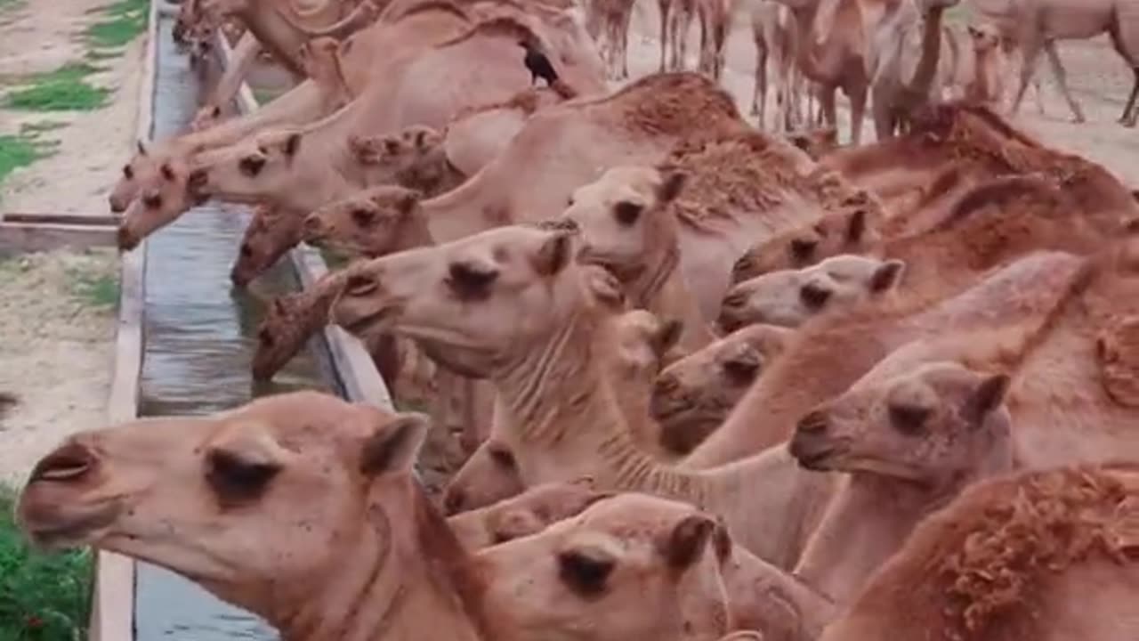 Beautiful camels herd