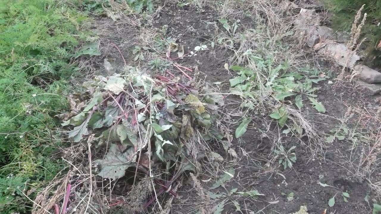 Harvested beetroot