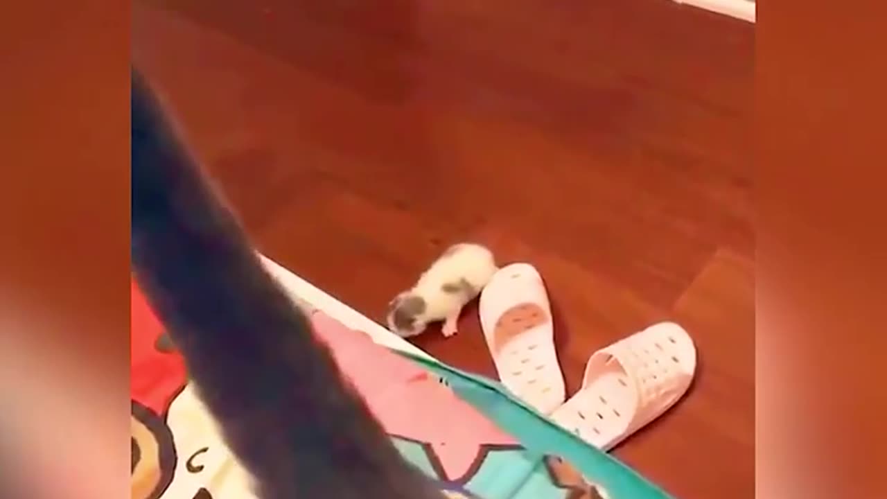 Funny animals video clip funtic clips