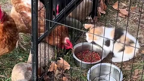 Kittens protecting their food