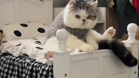 Sleeping cat🤣
