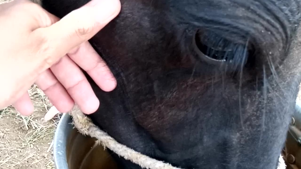 My Dear Buffalo Drink Water and I am giving him love #buffalo #Animal #wild