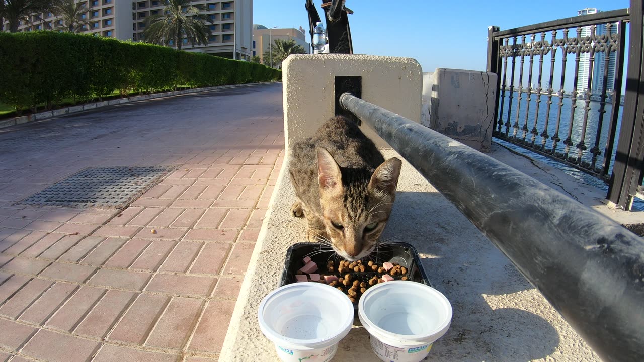 MICHAEL JACKSON - Homeless cat in Ras Al Khaimah, UAE #cat #cats #MichaelJackson #emirates #ae #UAE