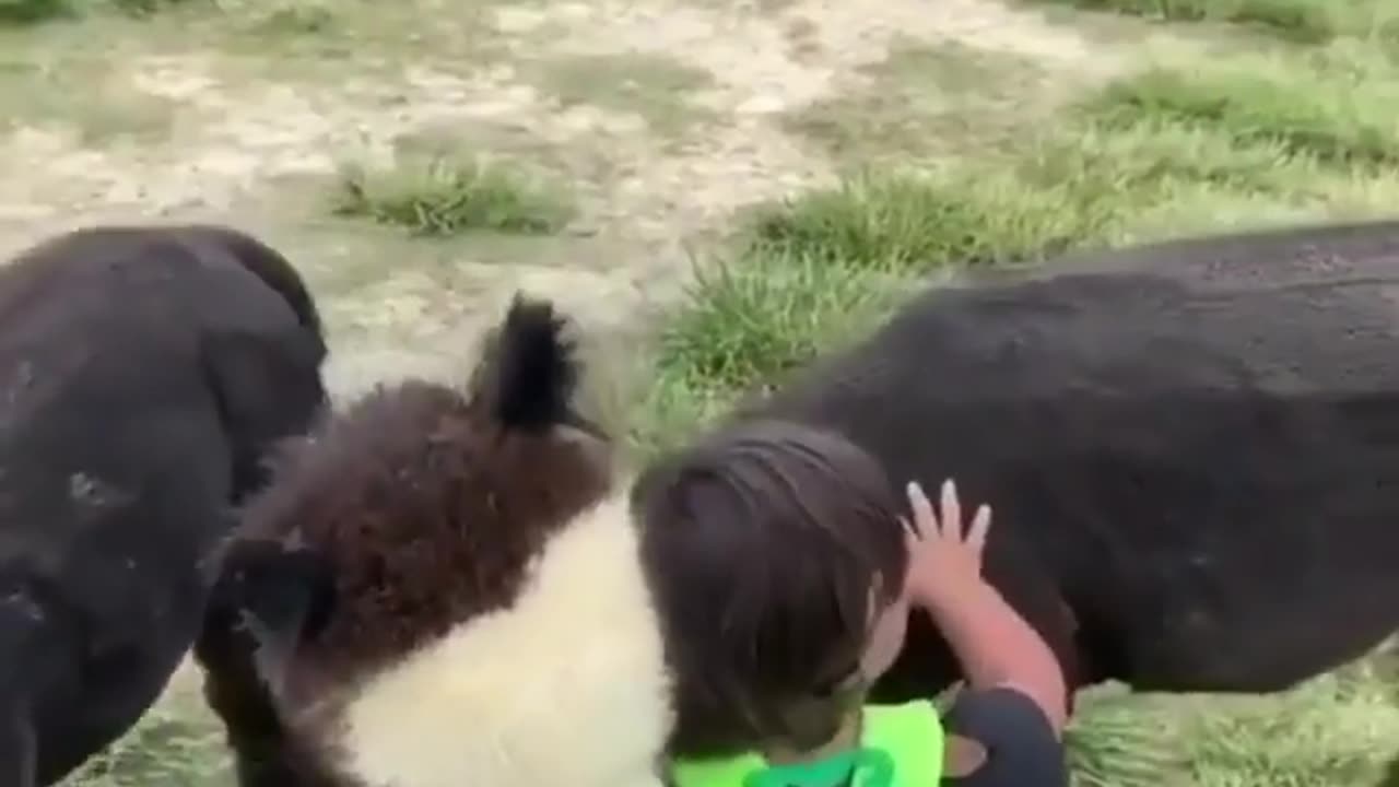 Cuteness Overload: Baby and Llama Baby Playtime