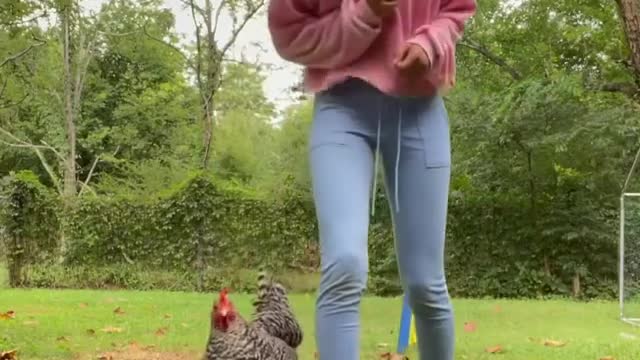 Koa the chicken practicing between the legs tricks