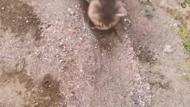 He didn’t want to dig the hole😒😒#cat #catsoftiktok #funny