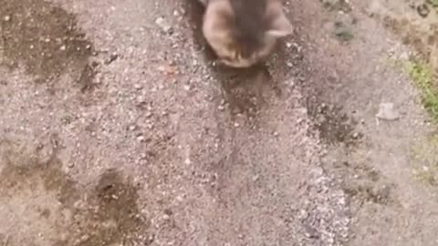 He didn’t want to dig the hole😒😒#cat #catsoftiktok #funny