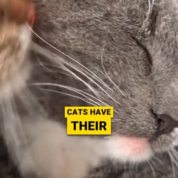 Never Kiss Your Cat Part 1 #cat #catbehavior