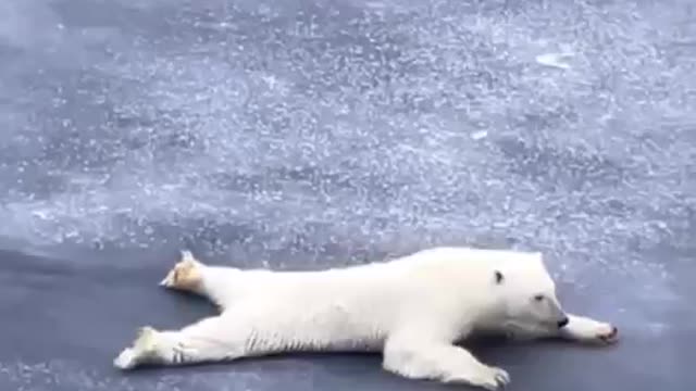 Polar Bear demonstrates how to get across thin ice