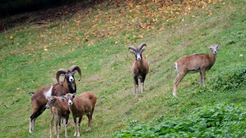 Pasture Horns Sheep Nature Animal World Attention