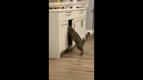 Funny animals - Funny cats / dogs - Funny animal videos 2023 13