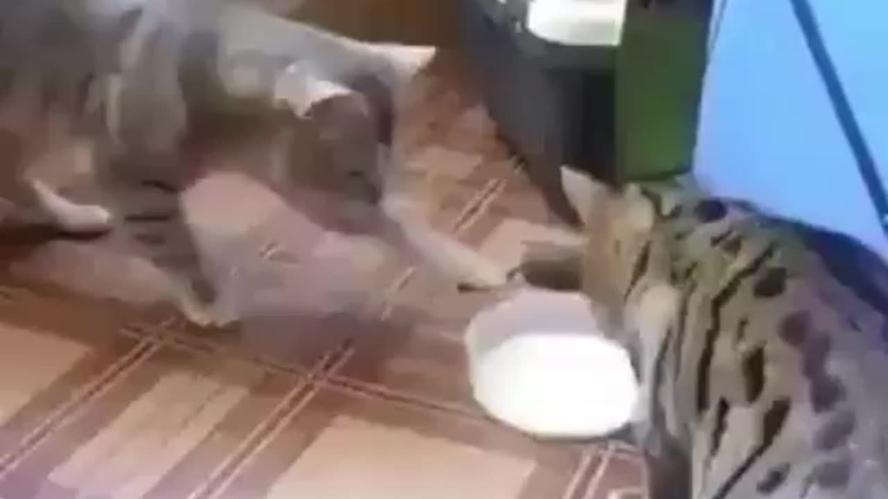 It's my turn : No No it's your turn : Funny Cats