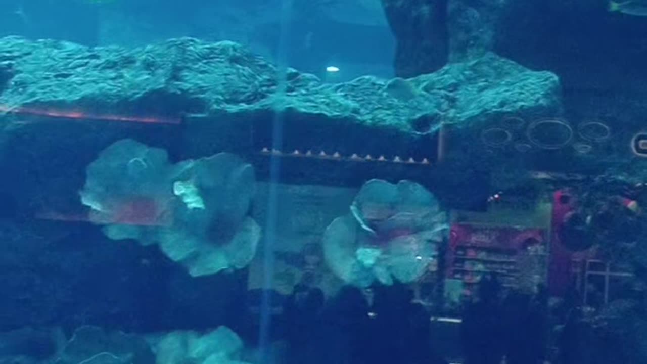 Dubai aquarium