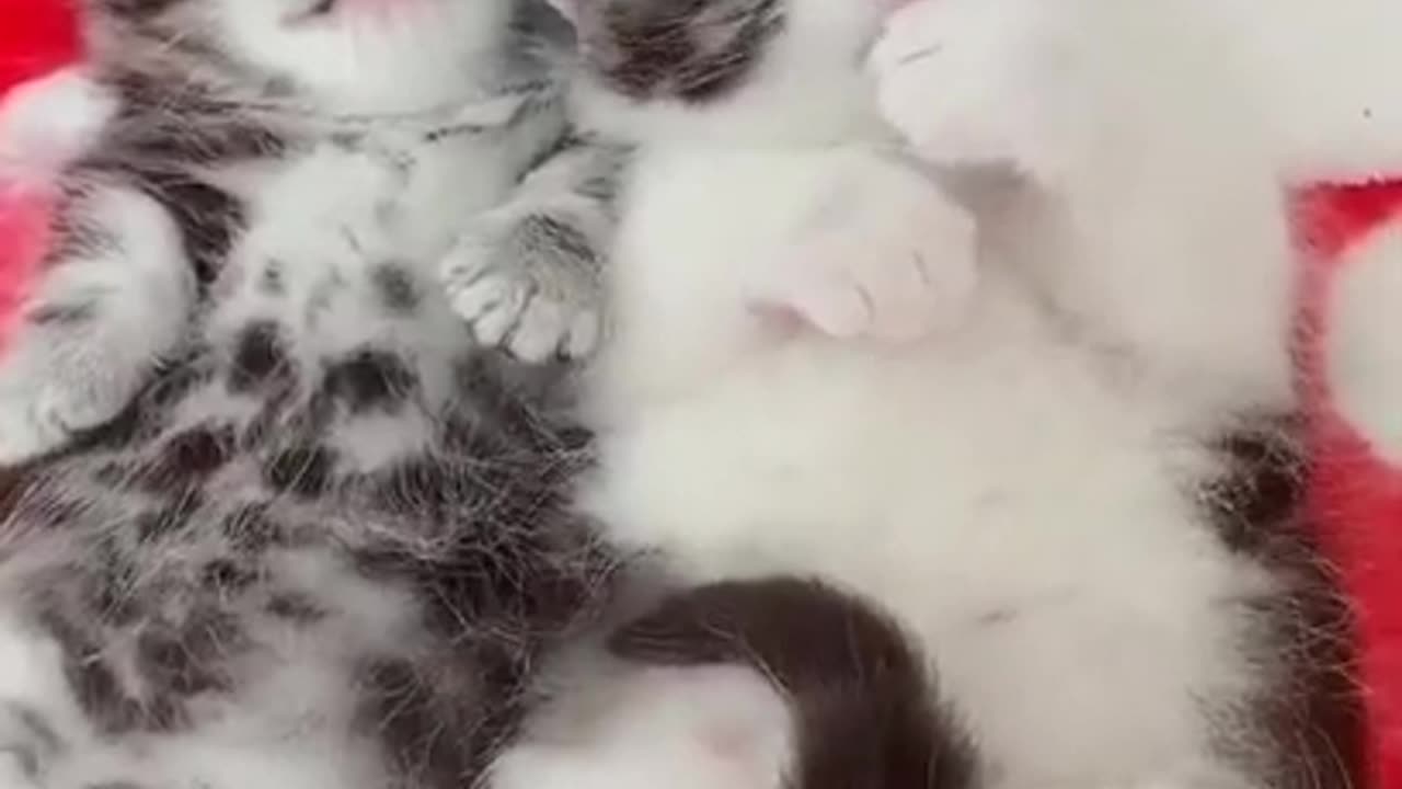 Cutest baby cats - cat and funny cat videos #shorts