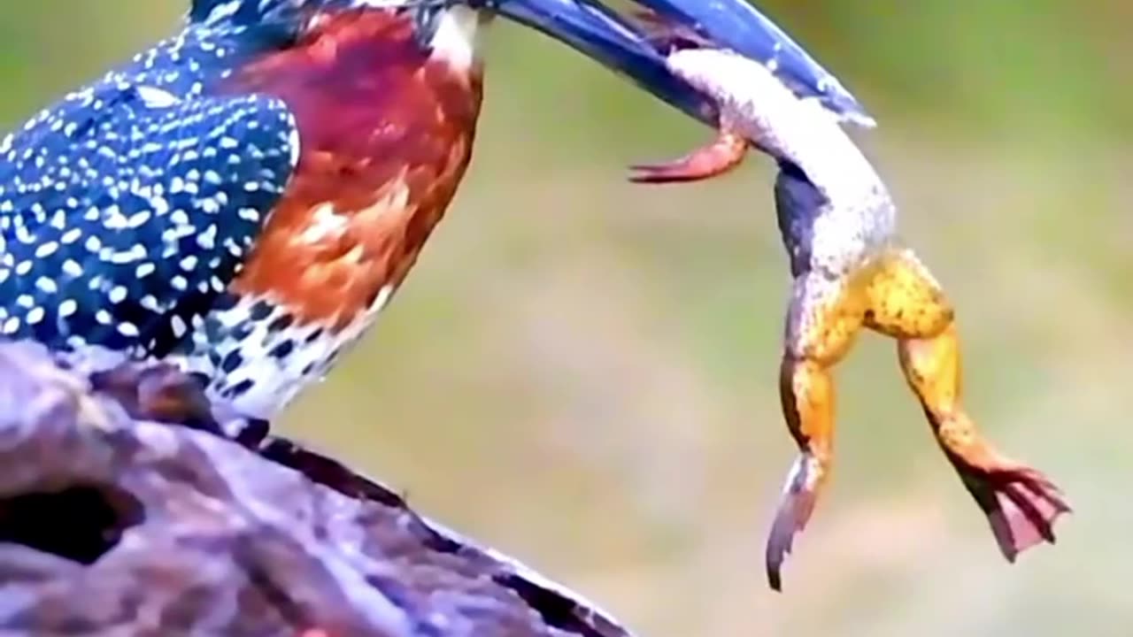Eating process of frog 🐸/#wildlife #nature #funny #Entertainment
