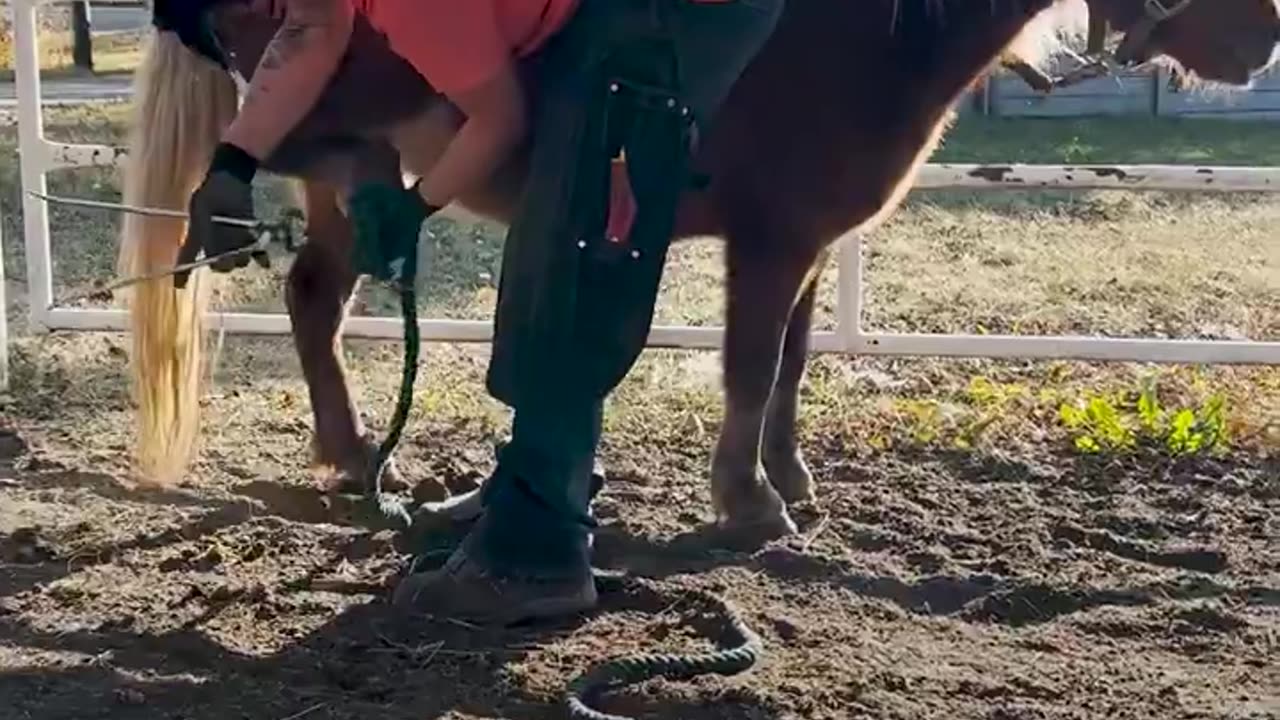 Pregnant pony was so aggressive and got worse after she gave birth, until...❤️