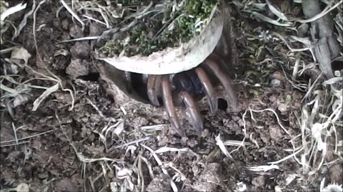 Trapdoor Spider Meats The Wolf Spider