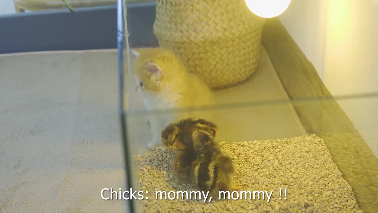 Reaction Kitten Pudding Meets New Baby Chick for the First Time!