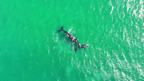 Whale Calf 03102022