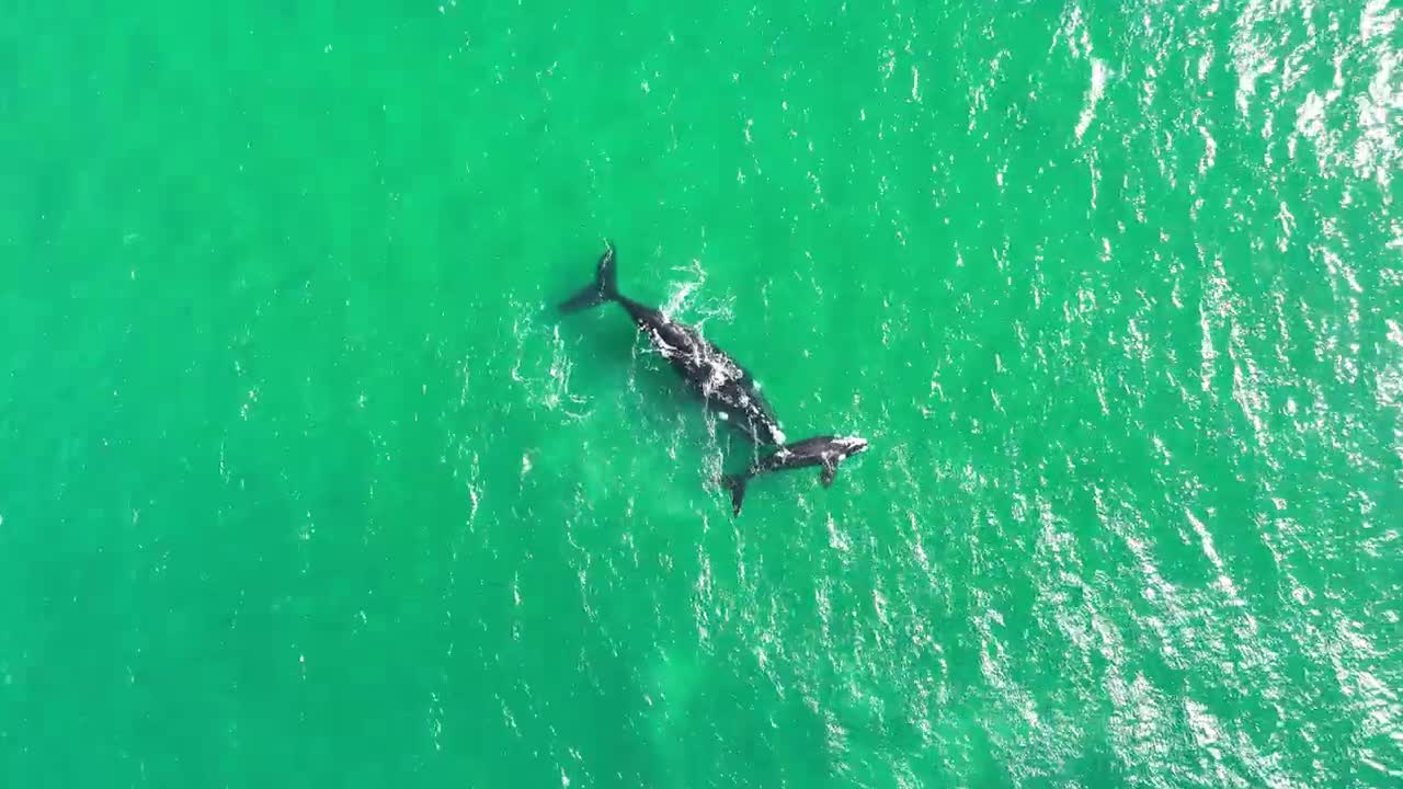 Whale Calf 03102022