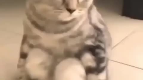 Dancing Cat