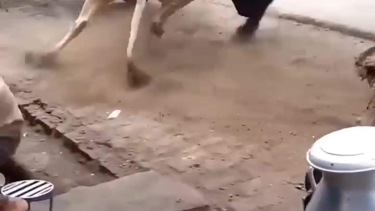 Fight
