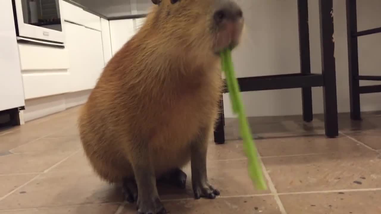 Capybara adorably munches on celery stick