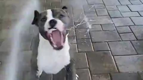 Dogs Love Water ...😍😍