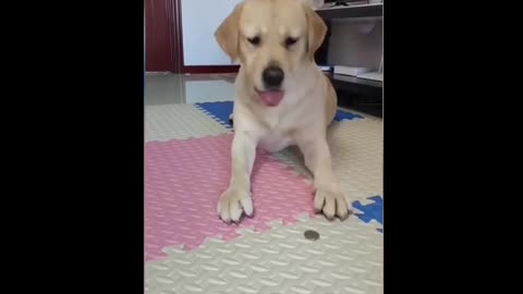 Funny 🤣😂 dog 🐕 playing with coin