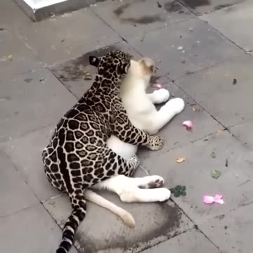 Cuffing and Cuddling 😳😻