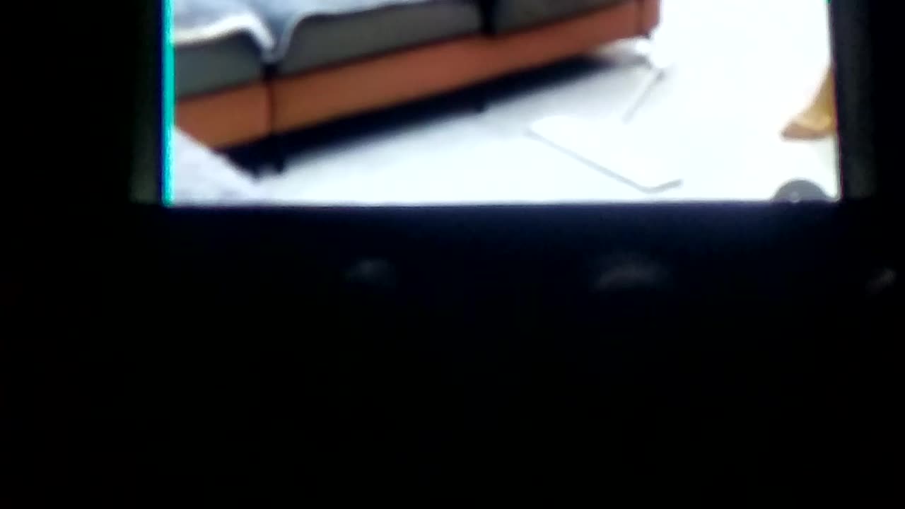 Dog is intelligent careing and faithful Animal