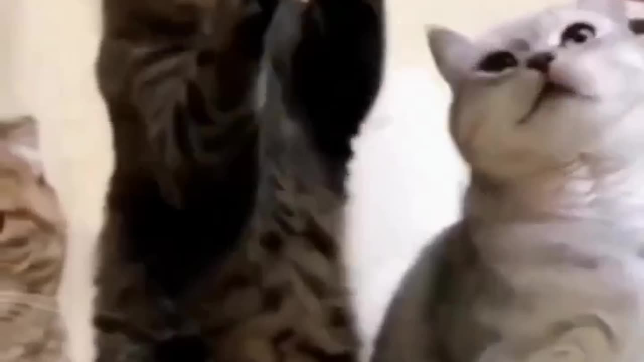 Handshake with cats, so Adorable 🥰😻